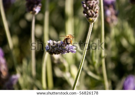 Lavender bush (Lavandula) with african honey bee