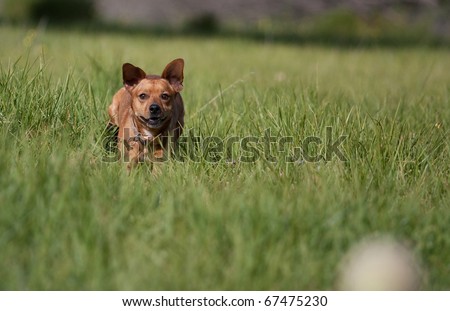 cross breed terrier