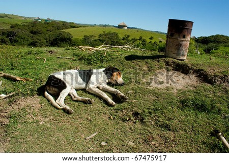 Cross breed dog in the Transkei, focus on the dog