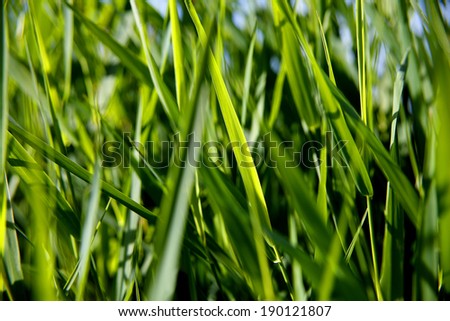 Close-up of green reed in the sun