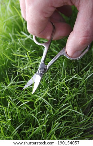 Young man cuts English lawn with a nail scissors