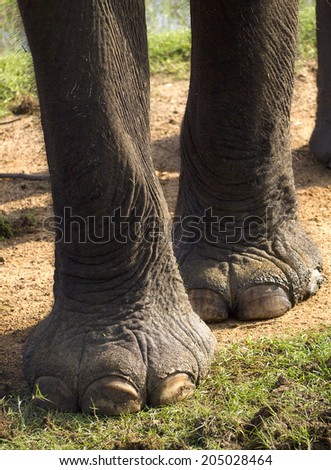 Closeup of feet of an elephant in the National Park