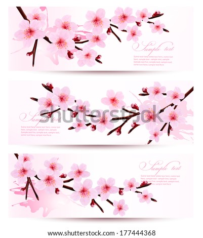 Three spring banners with blossoming sakura branches Vector illustration Three spring banners with blossoming sakura branches Vector illustration