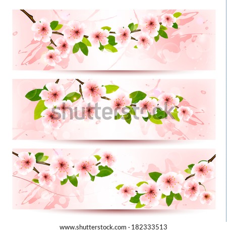 Three spring banners with blossoming sakura brunch with spring flowers. Raster version.