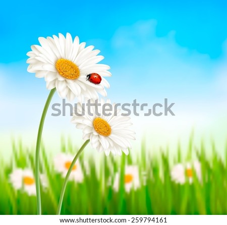 Nature spring daisy flower with ladybug. Vector illustration.