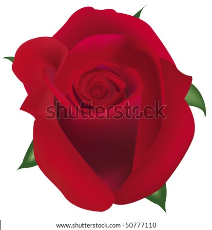 Big red rose.