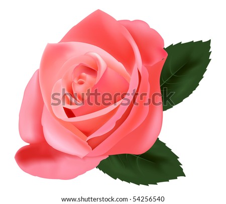 pink rose. Beautiful pink rose with