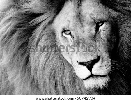 Close up of Male Lion, B&W