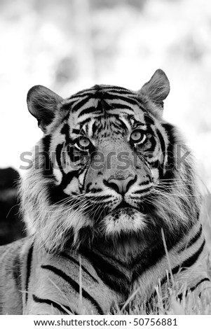 black and white clip art tiger. stock photo : Black and white