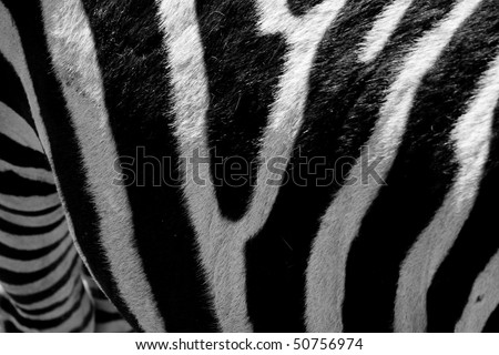 Black And White Stripes Zebra. 2010 Black and white zebra