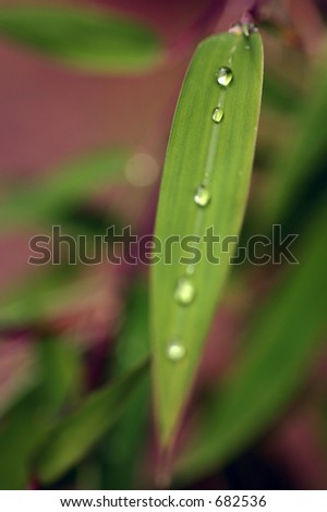 Bamboo leaf with water drop