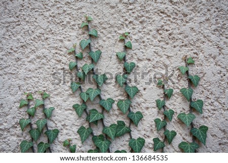 The green creeper plant on a grey wall