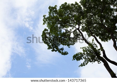 Looking up tree stem and blus sky with clouds background