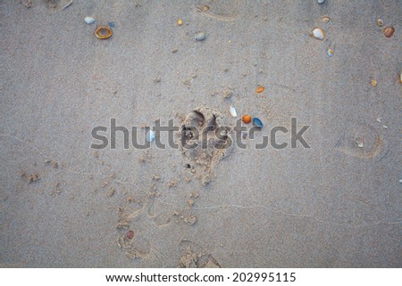 Dog trace on the sand at the seashore