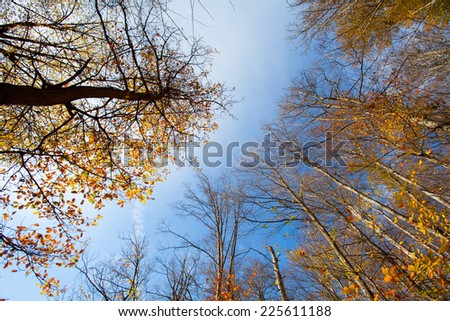 Beautiful fall trees in the sky