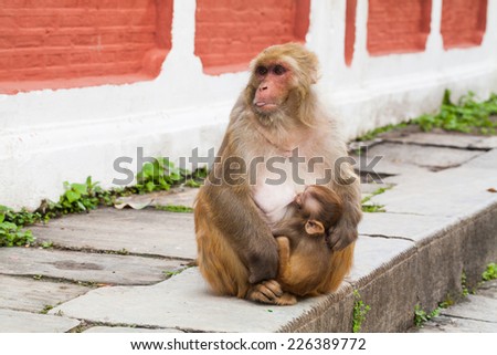 Monkey in Monkey temple in Kathmandu, Nepal