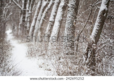 Winter forest alley with trees