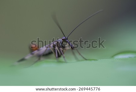 Insect - Summer macro image of wildlife-nature
