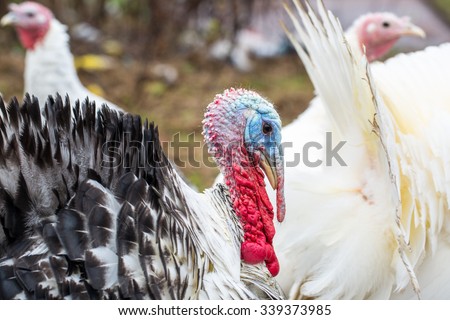 Turkey - animals