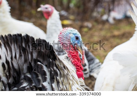 Turkey - animals