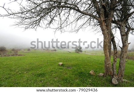 Tree in the foggy field