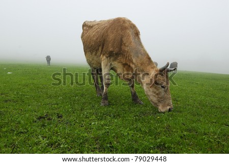 pasturing cow on the green field in the fog