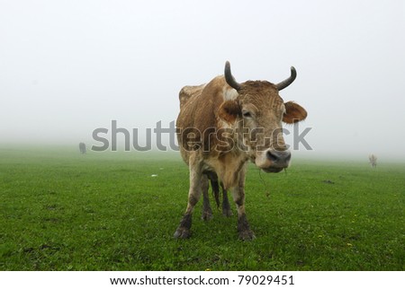 cow in on the foggy field