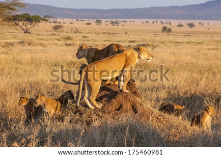 A lion pride hunts as a family during sunrise in the Serengeti of Tanzania.