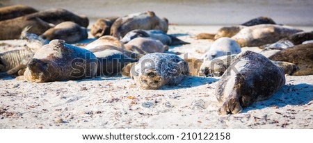 A group of Harbor Seals take a nap on the California coast.