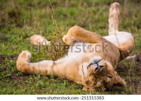 A lion naps after feeding on a freshly killed wildebeest carcass.