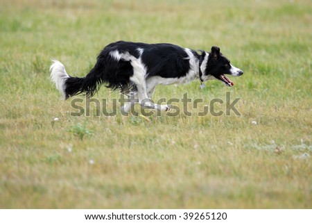 A border collie runs through the green grass.
