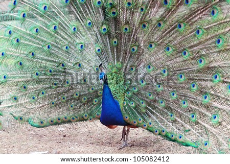 Animal Bird Peacock With Big Beautiful Tail