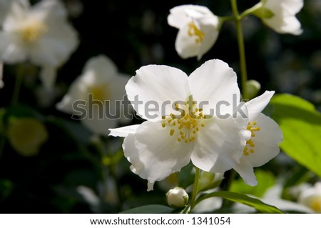 single white rose wallpaper. white-rose-wallpaper.jpg Black