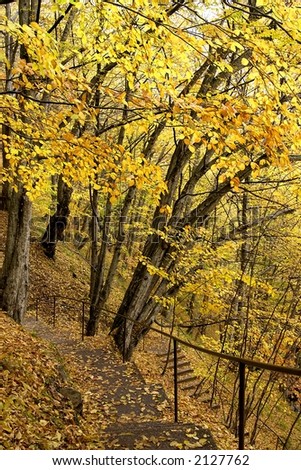 Autumn golden forest with path