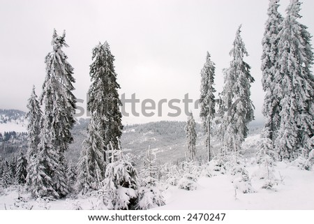 Ice tree landscape in winter season