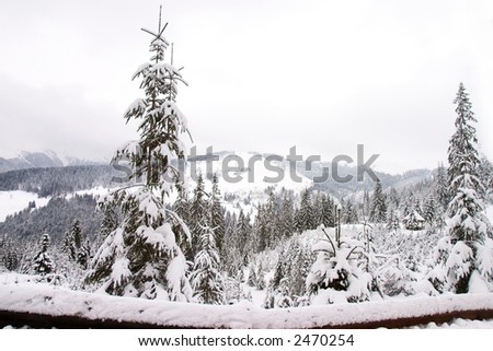 Mountains covered with snowy evergreen trees