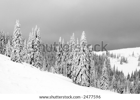 Evergreen trees under snow in winter time