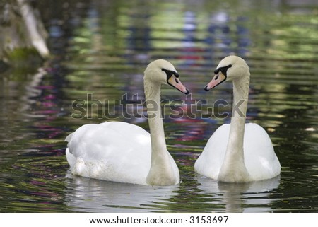 Swan pair on the lake reflection