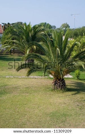 Mediterranean garden with big green palm trees