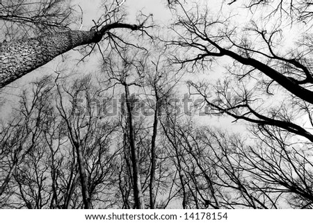 Black and white empty forest growing to the sky