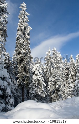 Winter wonder landscape with evergreen trees covered by fresh snow