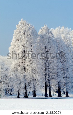 High trees in city park under soft winter light