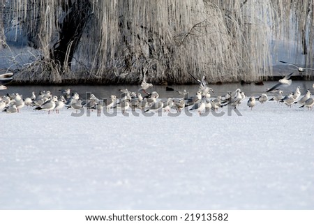 Landing zone of the seagulls on frozen lake