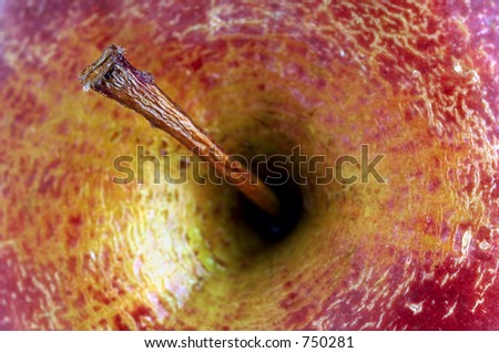 apple stem - detail