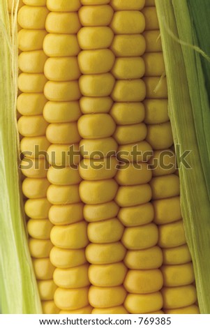 fresh corn-detail