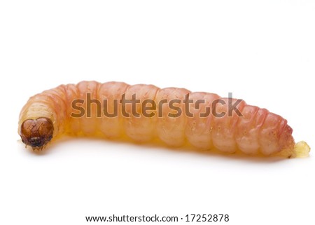 a common worm on white