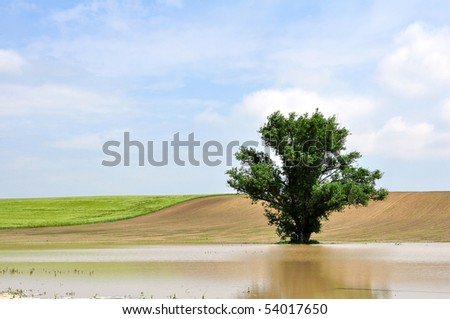A tree in the inland water