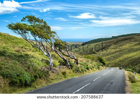 tiny mountain road with trees formed by wind