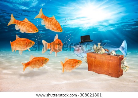 gold fishes are tempted by fraud fish with suitcase full of money