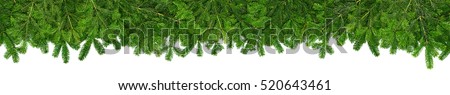 christmas garland super wide panorama banner with undecorated pure green natural  fir branches without lights baubles and xmas decoration isolated on white background